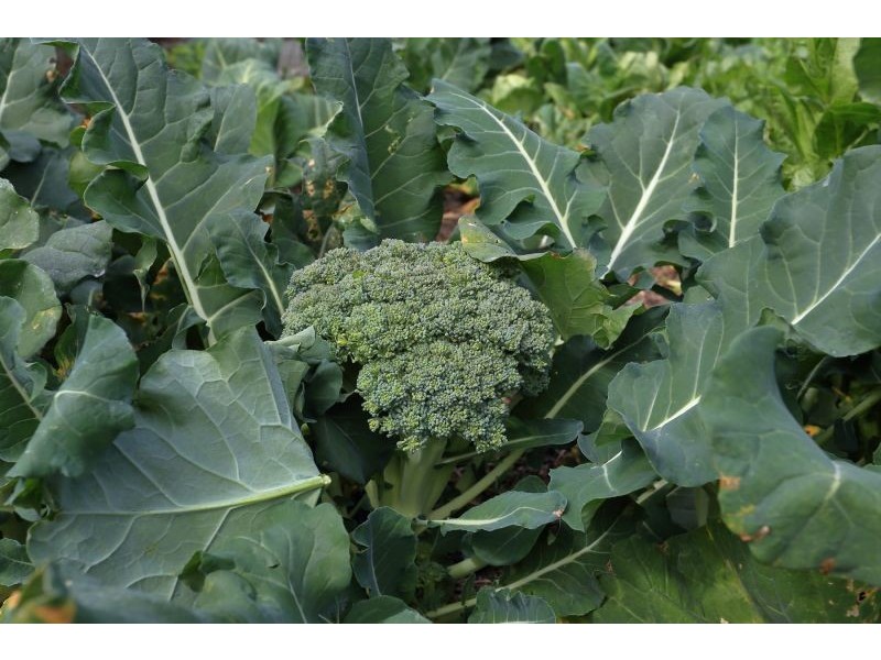 398 Harpers Creek Road, Conondale QLD 4552