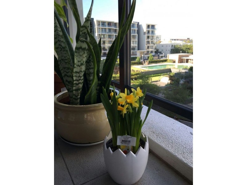 417/8 Baywater Drive, Wentworth Point NSW 2127