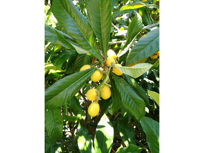 153 Nell St, Greensborough VIC 3088