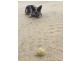Henley Beach SA 5022