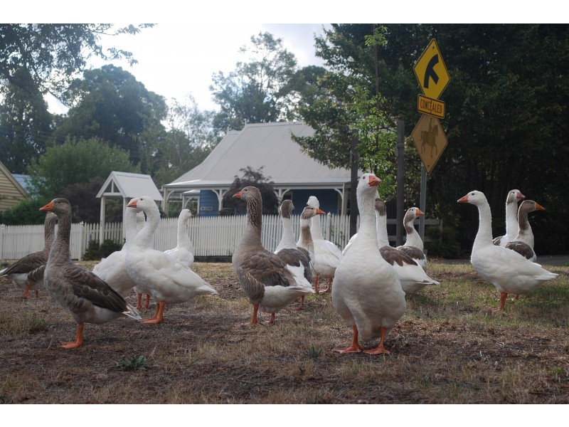 52 Main Rd, Riddells Creek VIC 3431