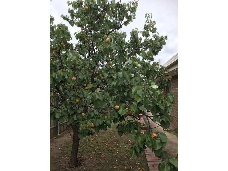 12 Winham Ave, Old Reynella SA 5161