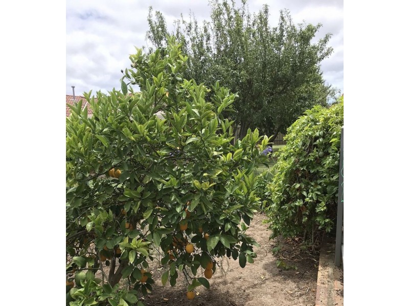 12 Winham Ave, Old Reynella SA 5161