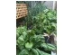 105 Hill St, West Hobart TAS 7000