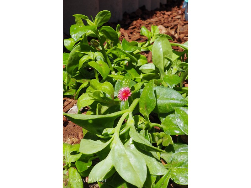 2/43 Parkview Pde, Redcliffe WA 6104