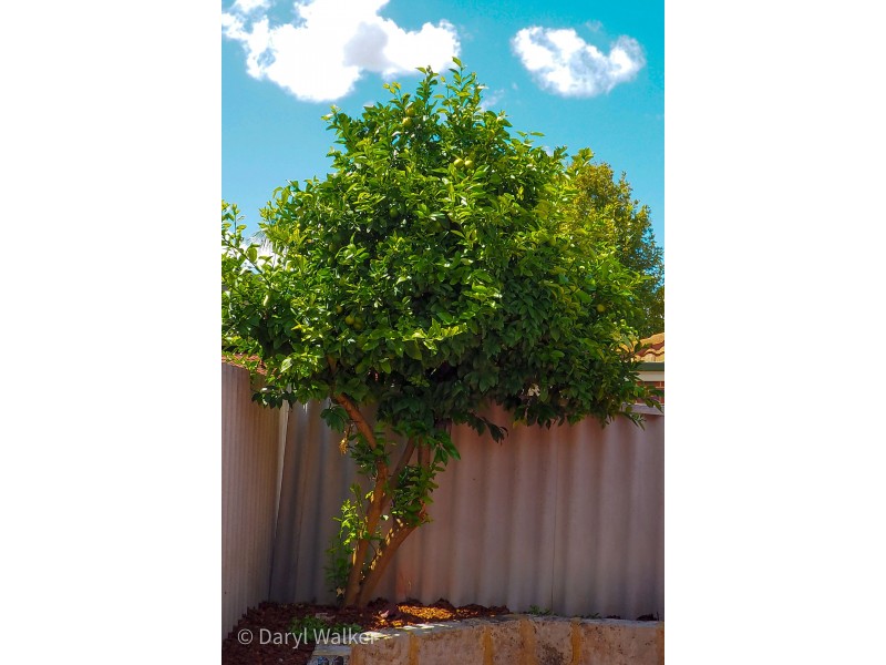 2/43 Parkview Pde, Redcliffe WA 6104