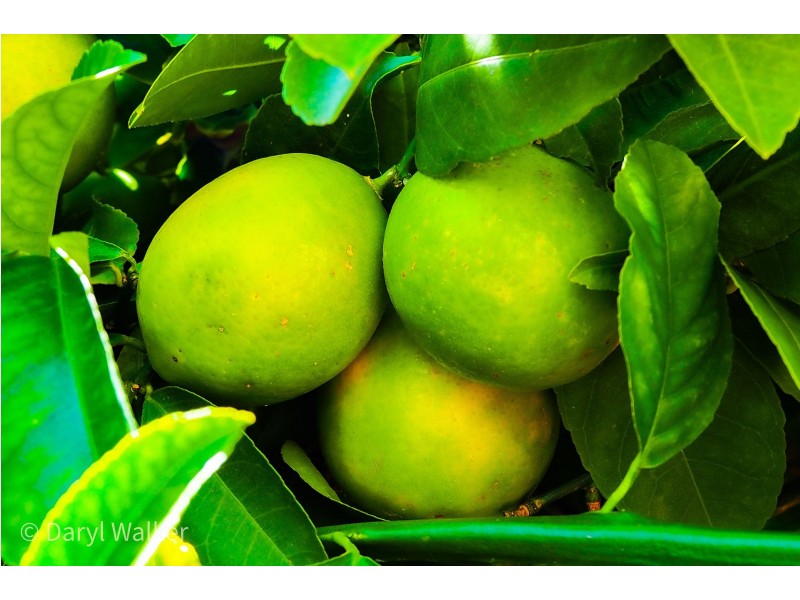 2/43 Parkview Pde, Redcliffe WA 6104