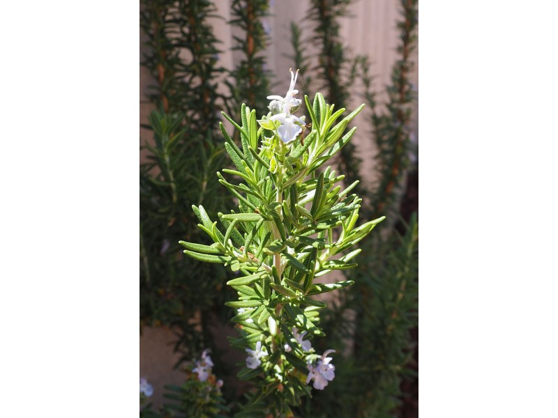 2/43 Parkview Pde, Redcliffe WA 6104