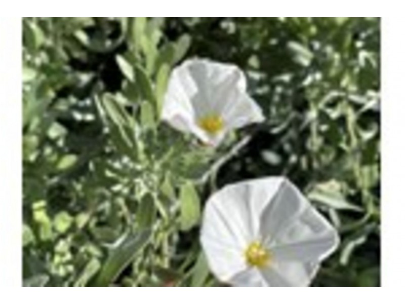 8 Darbyshire Pde, Alkimos WA 6038