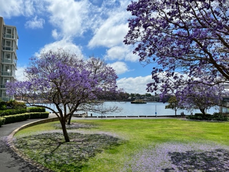 10/42 Saunders St, Pyrmont NSW 2009