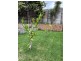 61 Grand Pde, Epping VIC 3076