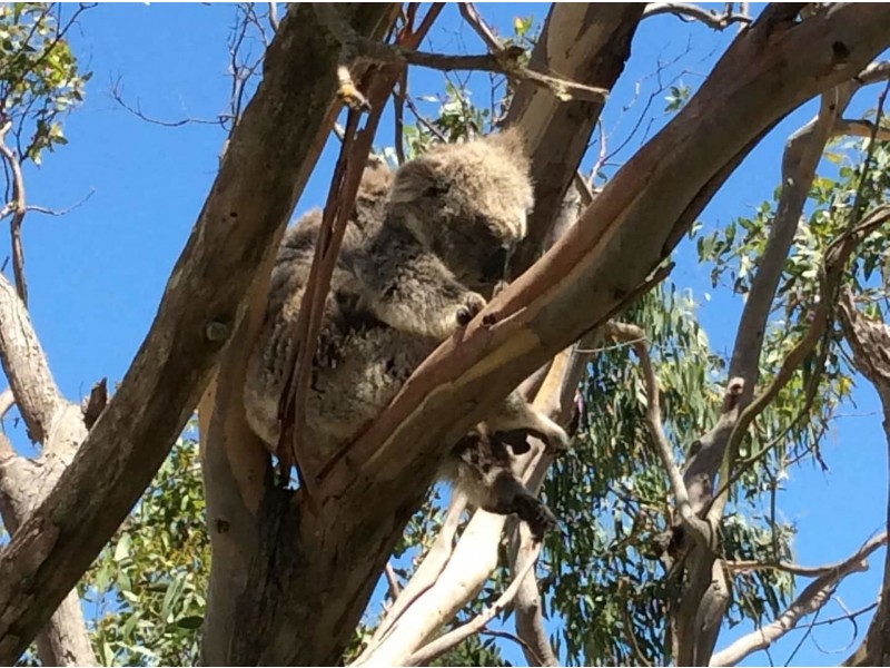 5 Arnott St, Tarwin Lower VIC 3956