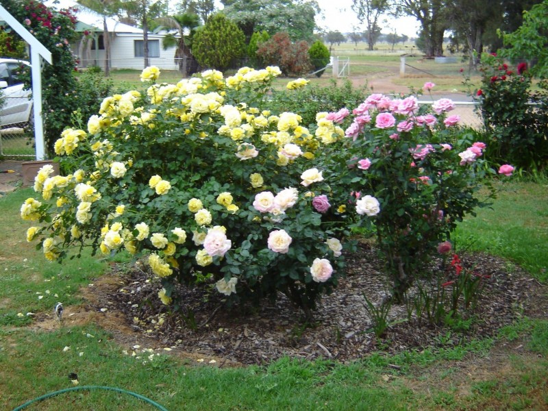 38 Weedallion Street Bribbaree, Young NSW 2594