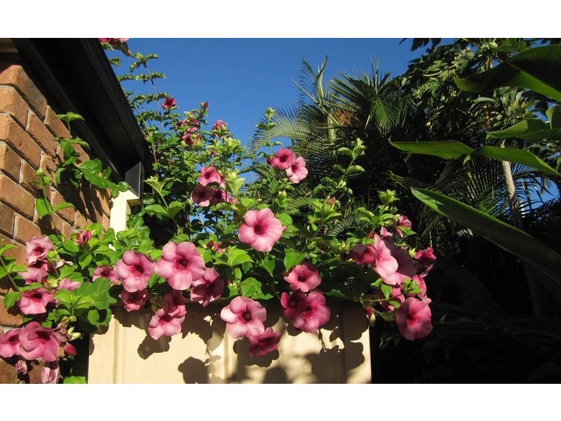 14 Bearke Place, Bracken Ridge QLD 4017