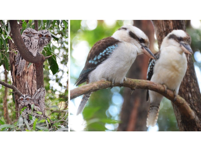 House 6/14  Andrew Avenue, Tarragindi QLD 4121