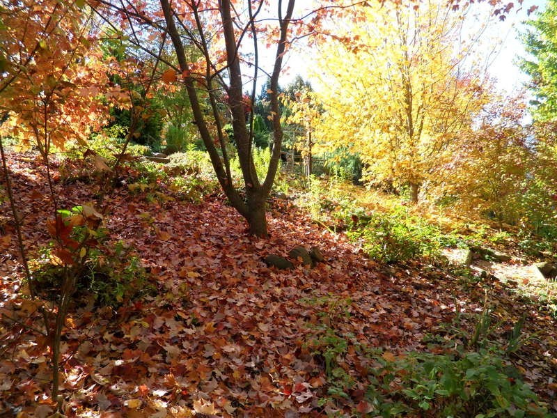 12 Walnut Grove, Bright VIC 3741