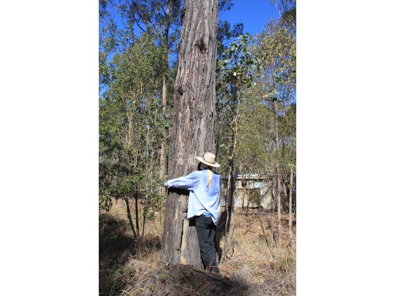 Lot 434 Arborfourteen Road, Glenwood QLD 4570