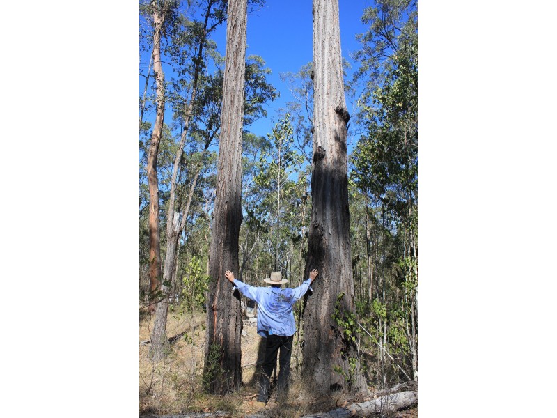 Lot 434 Arborfourteen Road, Glenwood QLD 4570