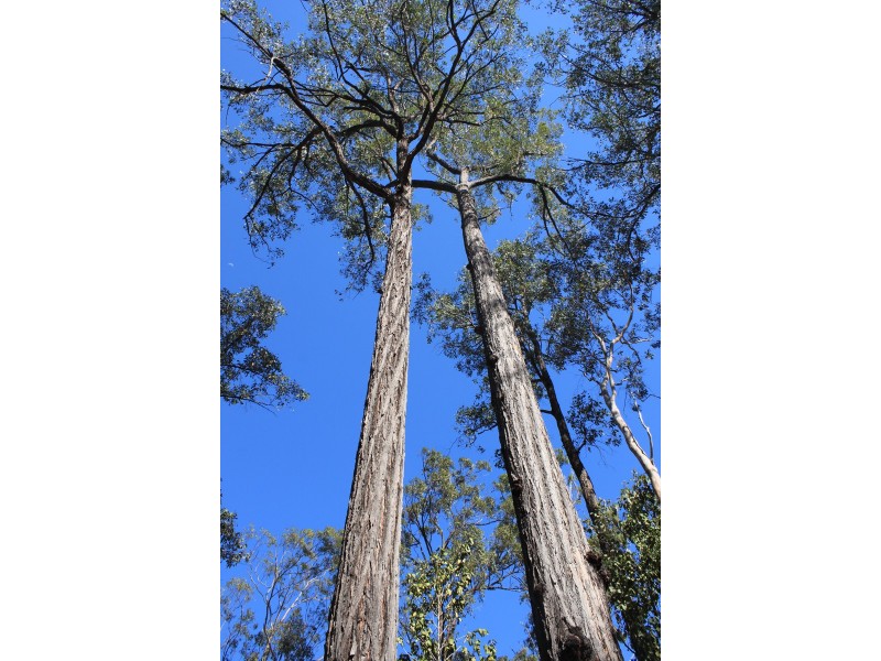 Lot 434 Arborfourteen Road, Glenwood QLD 4570