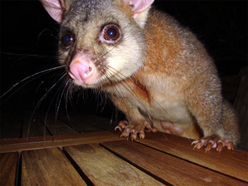 The Treehouse / 61 Monash Ave, Great Mackerel Beach NSW 2108