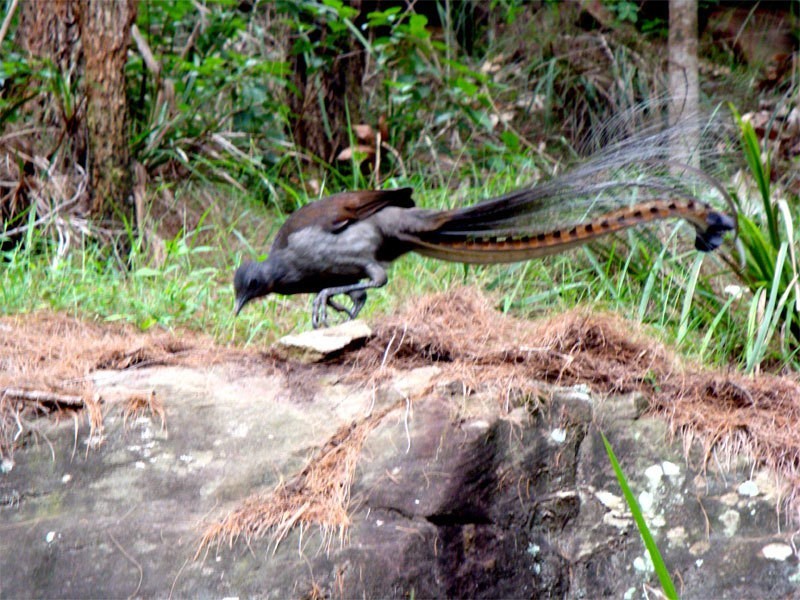 The Treehouse / 61 Monash Ave, Great Mackerel Beach NSW 2108