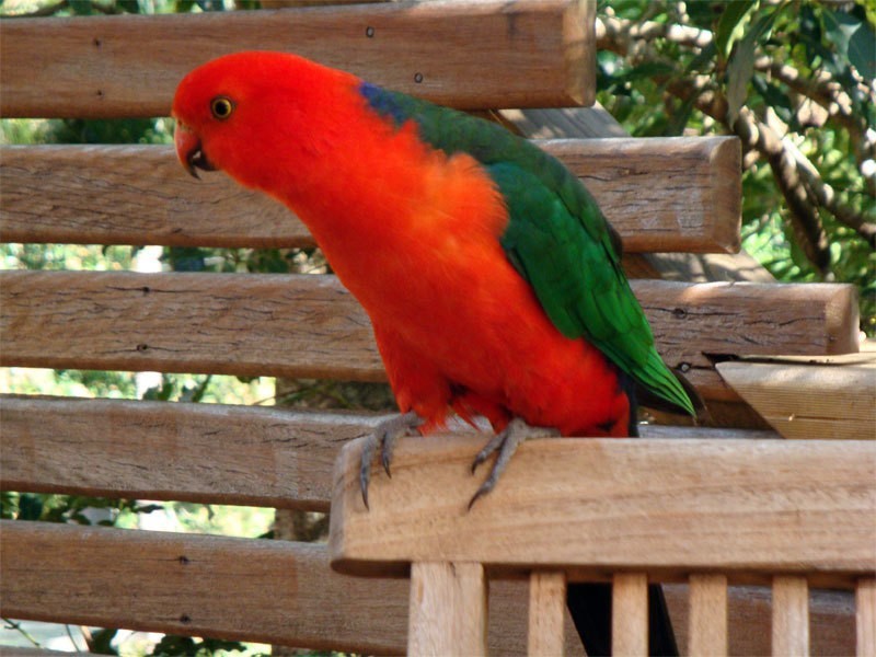 The Treehouse / 61 Monash Ave, Great Mackerel Beach NSW 2108