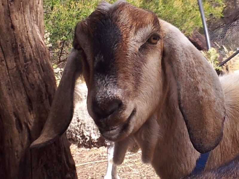 1313 Midlands Hwy (near Black Brush Rd), Pontville TAS 7030