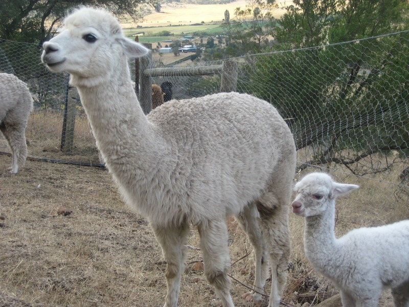 1313 Midlands Hwy (near Black Brush Rd), Pontville TAS 7030