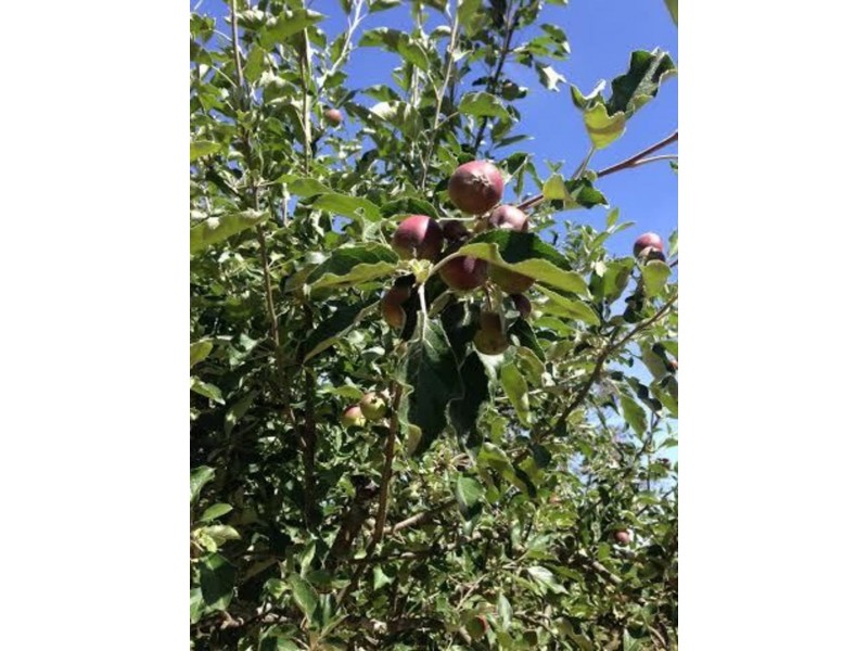 39 Young Street, Linton VIC 3360