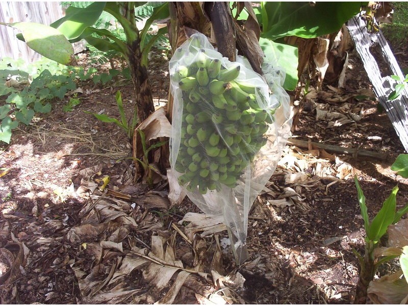 167 Tooley St, Maryborough QLD 4650