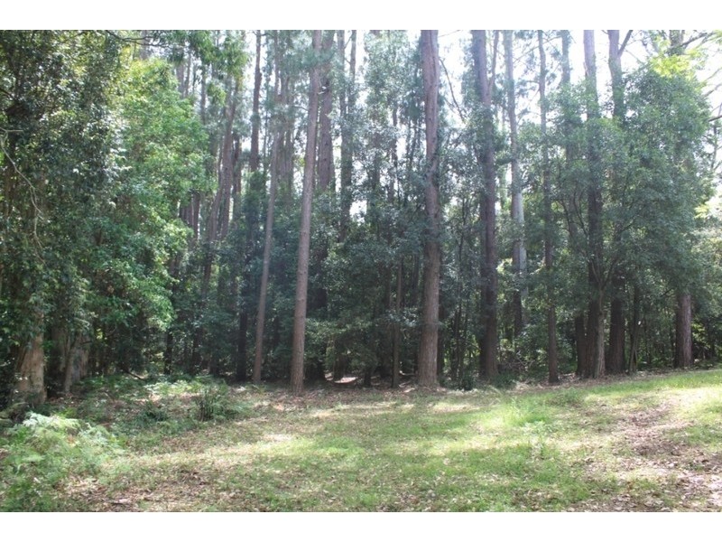 1577 Dooralong Road, Lemon Tree NSW 2259