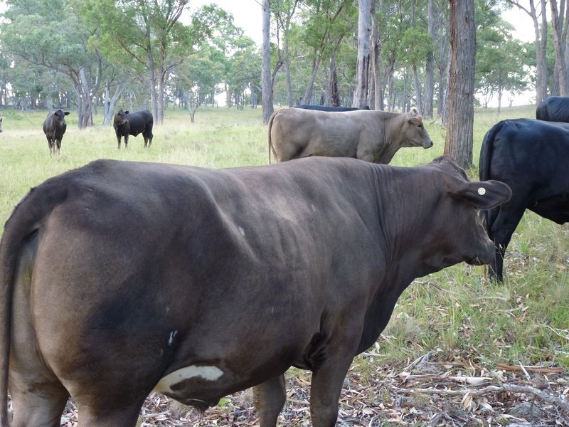 Westleigh 1000 Bullock Mountain Road, Glen Innes NSW 2370