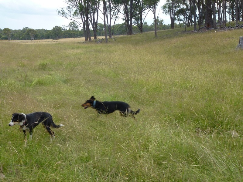 Westleigh 1000 Bullock Mountain Road, Glen Innes NSW 2370