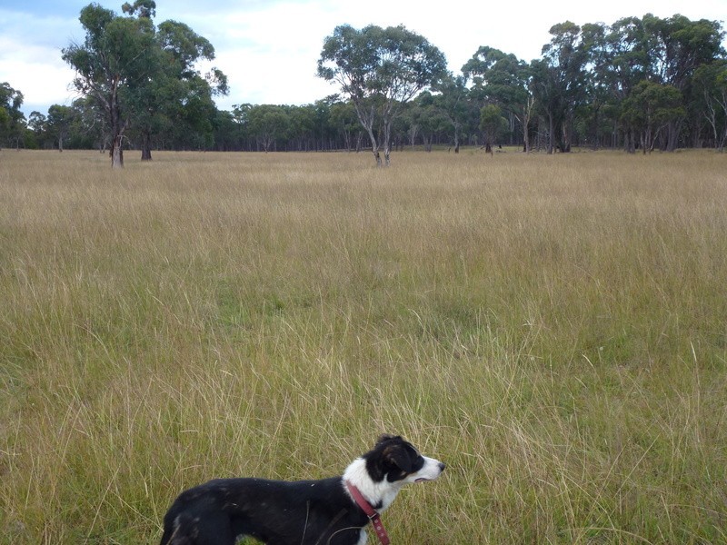 Westleigh 1000 Bullock Mountain Road, Glen Innes NSW 2370