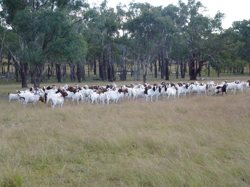 Westleigh 1000 Bullock Mountain Road, Glen Innes NSW 2370