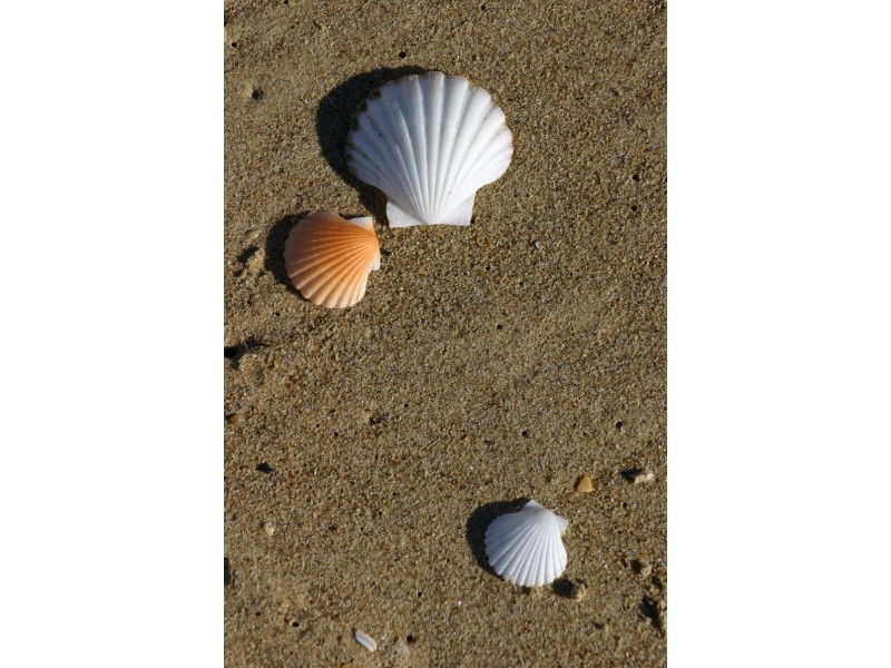 8 Yellow Sand Banks Rd, Dolphin Sands TAS 7190