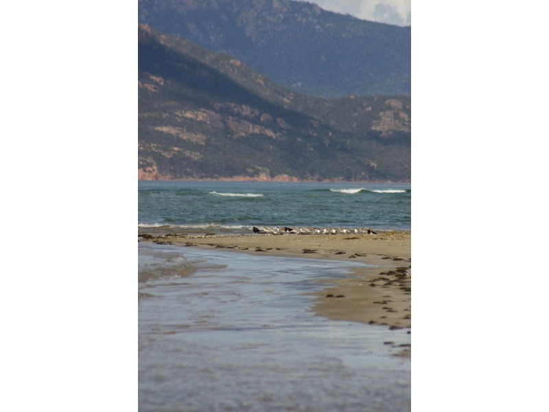 8 Yellow Sand Banks Rd, Dolphin Sands TAS 7190