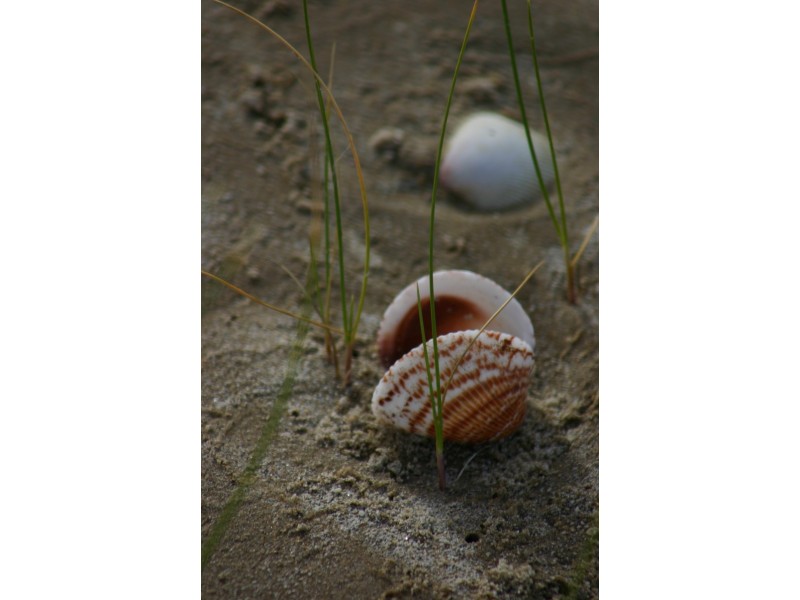 8 Yellow Sand Banks Rd, Dolphin Sands TAS 7190