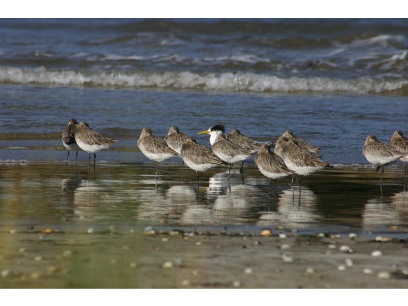 8 Yellow Sand Banks Rd, Dolphin Sands TAS 7190