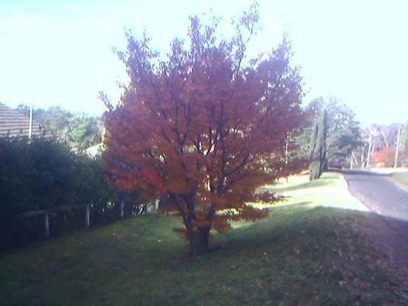 6 Churchill St, Leura NSW 2780