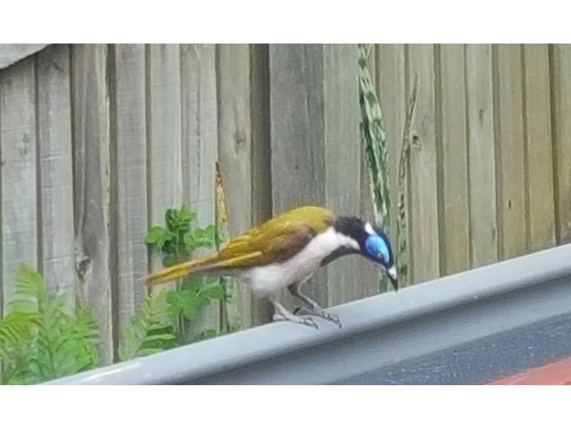 234 Boundary Road, Bardon QLD 4065