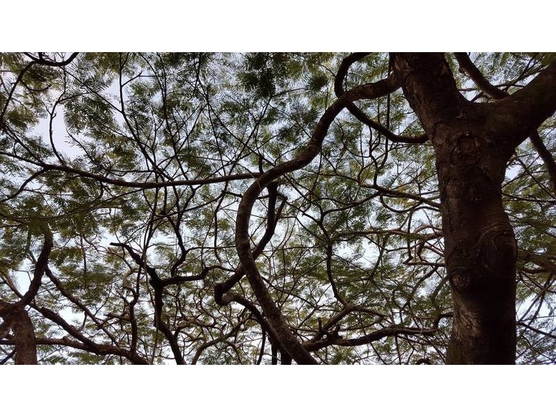 234 Boundary Road, Bardon QLD 4065