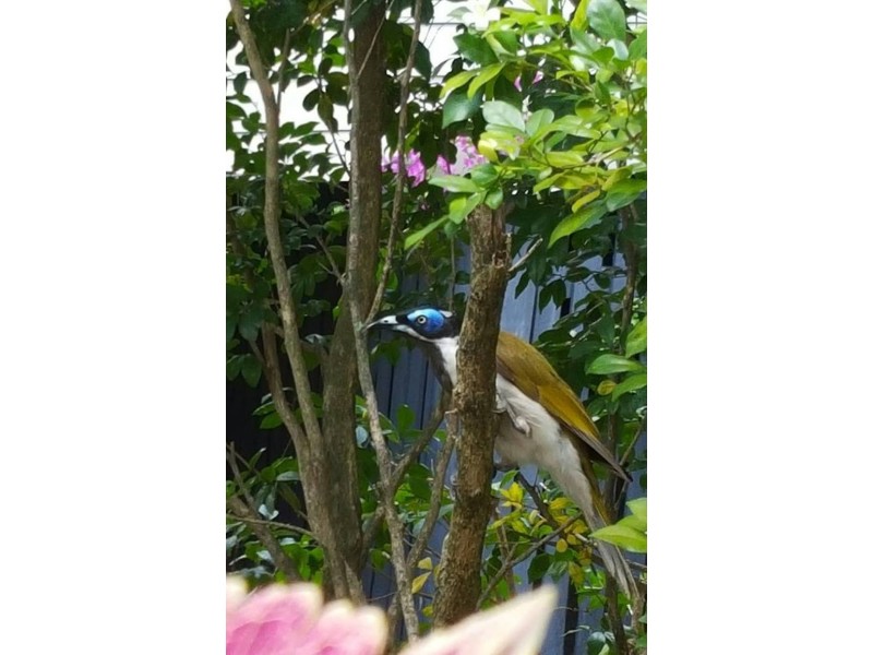 234 Boundary Road, Bardon QLD 4065