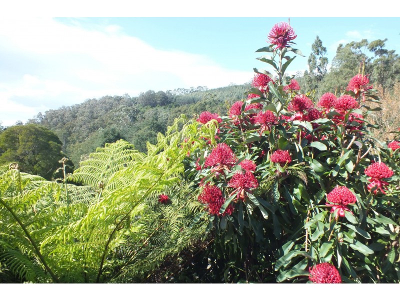 Tarra Valley VIC 3971