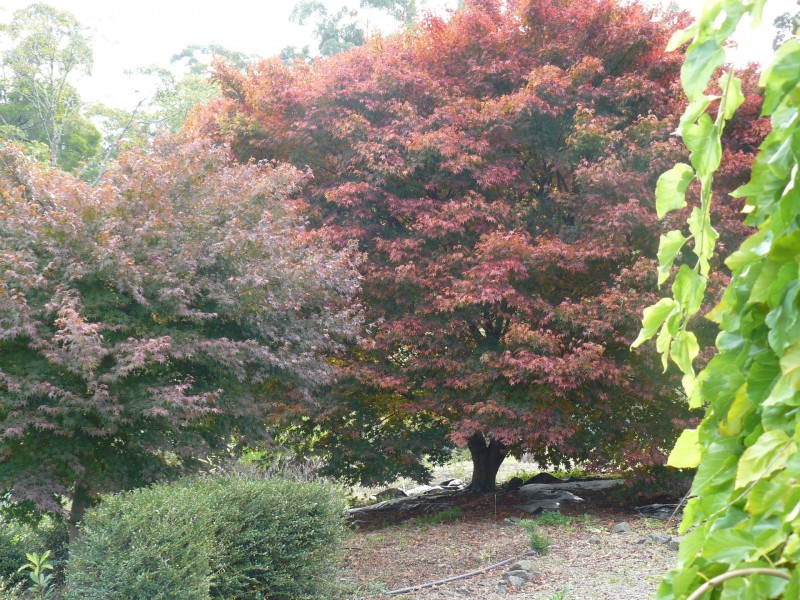 Tarra Valley VIC 3971