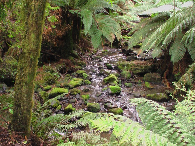 Tarra Valley VIC 3971