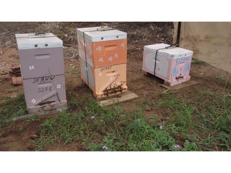 21 Capeen Creek Road, Capeen Creek NSW 2469