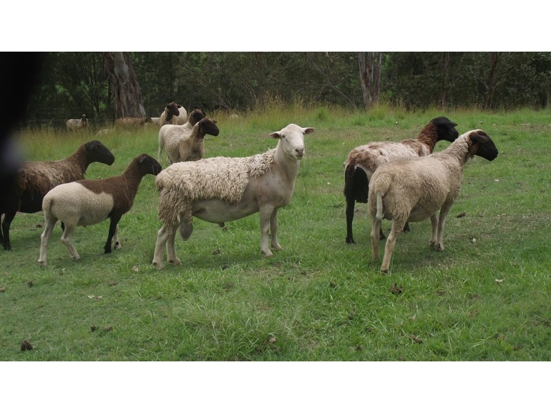 21 Capeen Creek Road, Capeen Creek NSW 2469