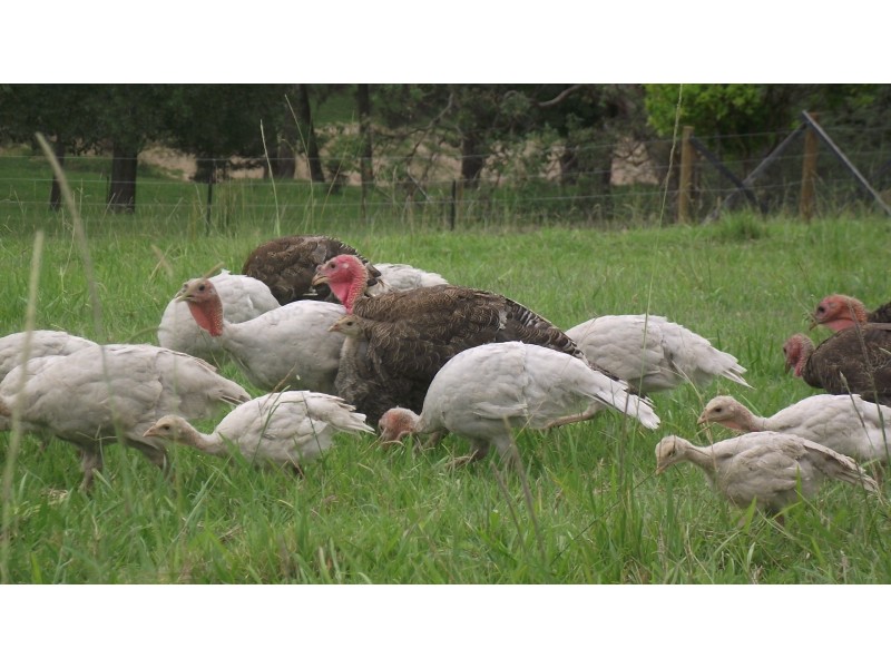 21 Capeen Creek Road, Capeen Creek NSW 2469