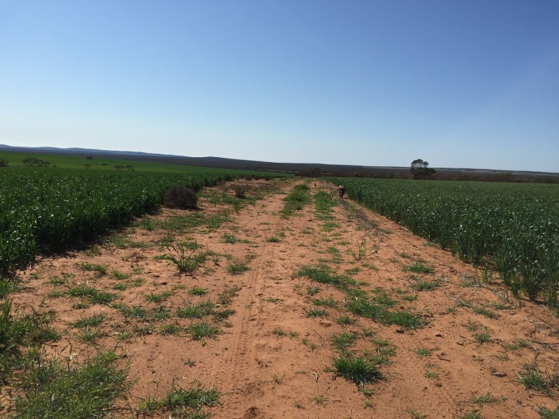 20271 LINCOLN HIGHWAY, Midgee SA 5602